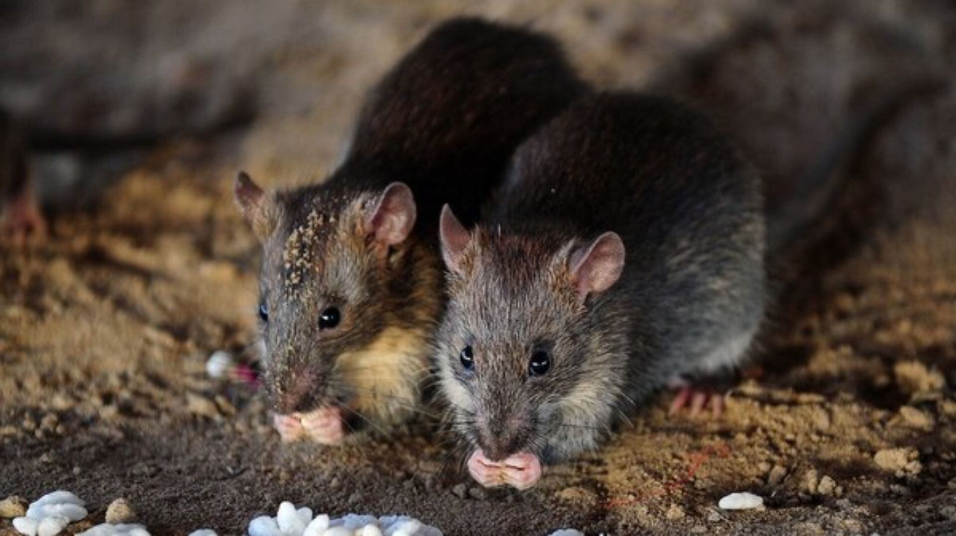 Los científicos de la Universidad de  Princeton sugirieron que las ratas también pueden ser portadoras asintomáticas (o sintomáticas) del coronavirus