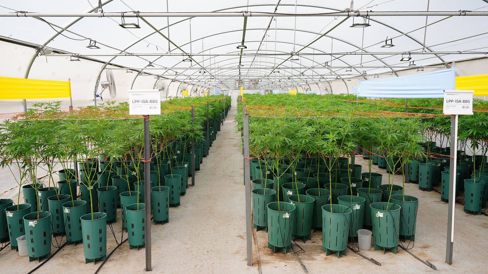 Cannava - Laboratorio y plantación Marihuana Cannabis Medicinal - Jujuy