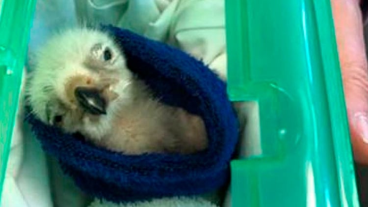 Uno de los polluelos que encontraron las autoridades británicas al detener a Lendrum (Servicio de la Fiscalía de la Corona)