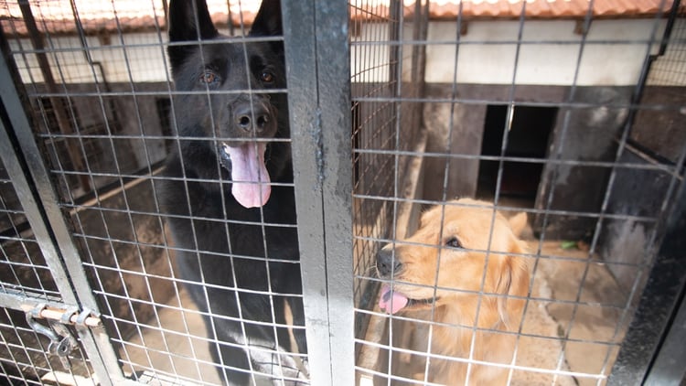 Muchos perros terminan en refugios animales después de los festejos del 4 de julio. (Colin Boyle)
