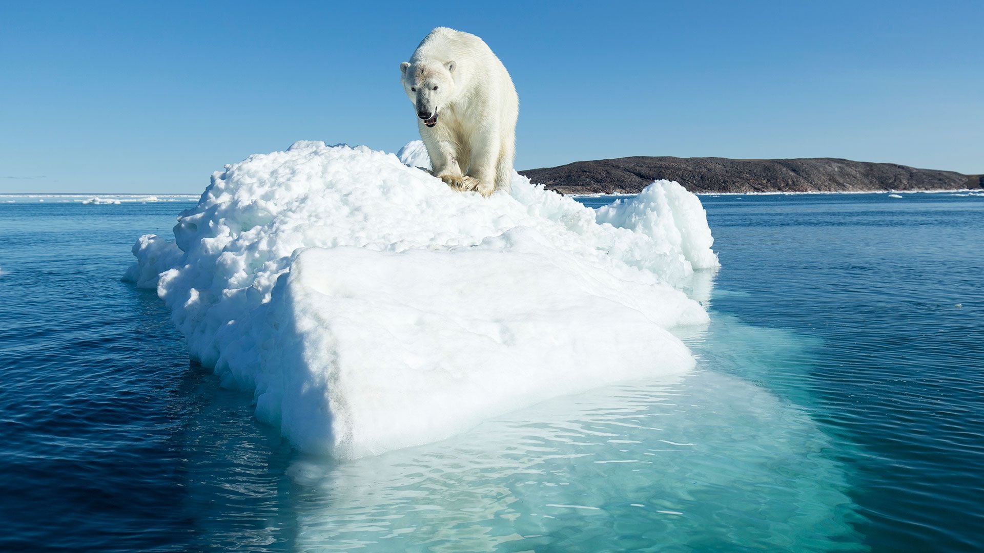 Varias especies están amenazadas en este nuevo escenario climático (File Photo)