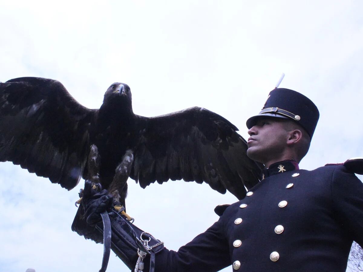 Día del águila real: por qué se celebra este 13 de febrero al ave sagrada y  símbolo nacional de México - Infobae