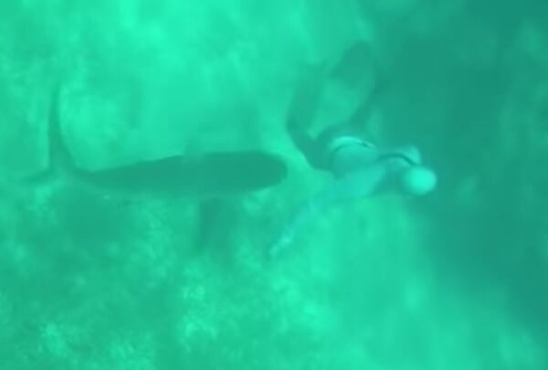 El tiburón se le acercó por la espalda y no se dio cuenta hasta el momento del ataque