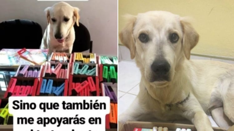 El perro Scott padece displasia de cadera y sus dueños venden plumones para costear sus tratamientos Foto: Facebook Perro Chueco