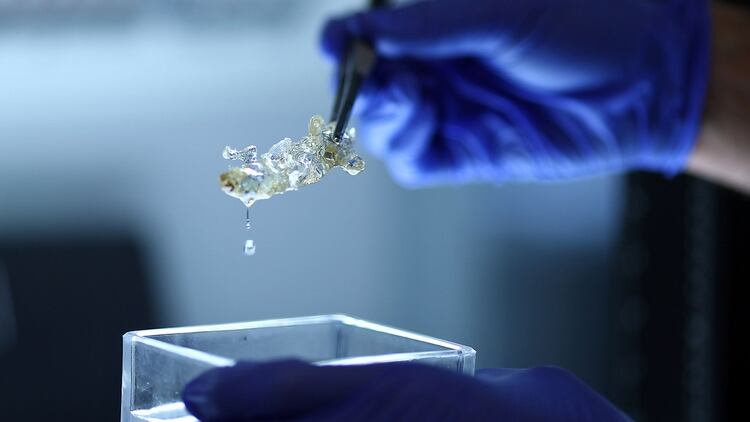 Investigadores en Alemania han creado órganos humanos transparentes, usando una nueva tecnología que podría llevar a la impresión tridimensional (Foto: Reuters)