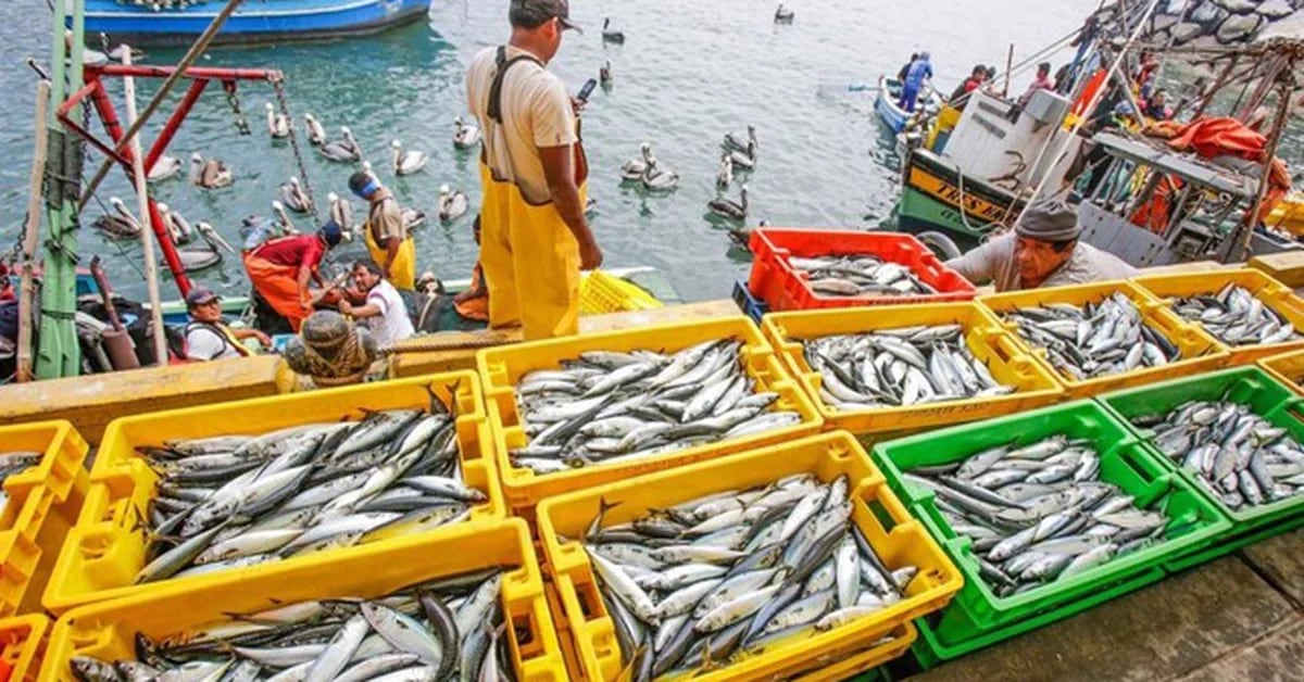 The second anchovy fishing season in Peru generated more than 1,000 million USD in 2022