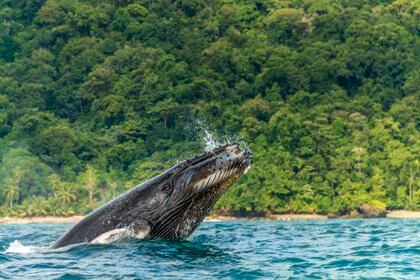Fotografía cedida por el Ministerio de Ambiente de Colombia fechada en septiembre de 2014 que muestra ballenas jorobadas en el departamento del Chocó (Colombia). EFE/Ministerio de Ambiente de Colombia
