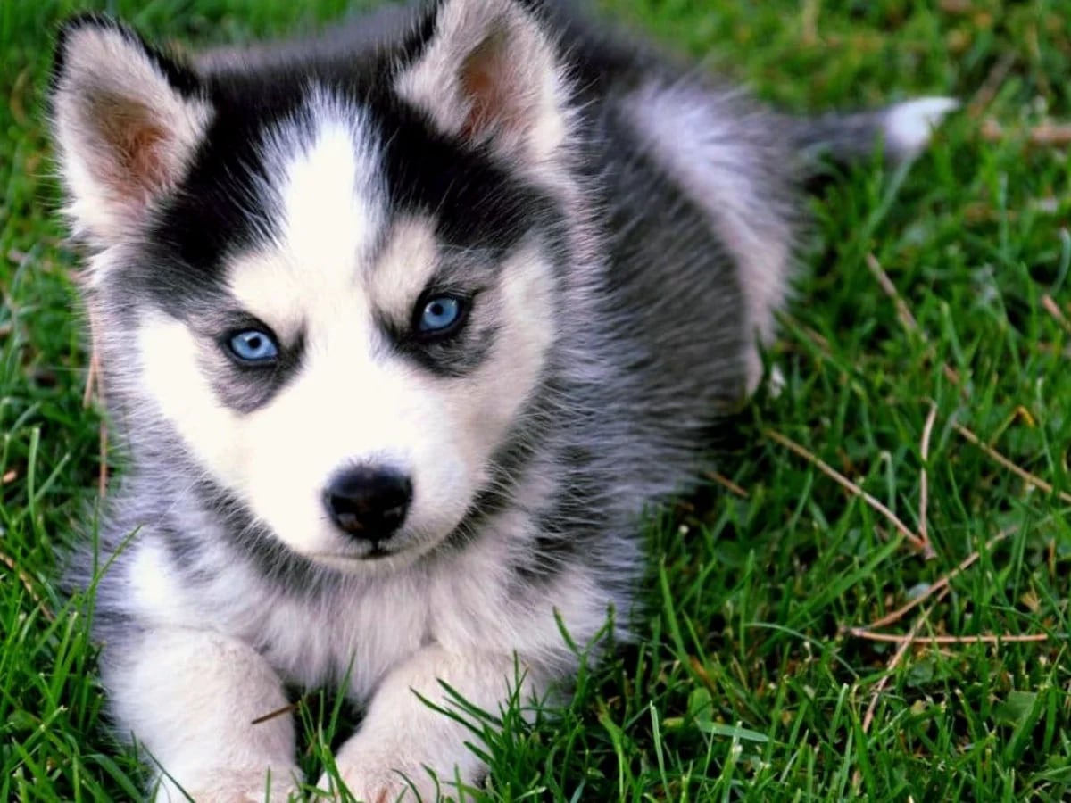 Introducir 34+ imagen perros que parecen lobos con ojos azules