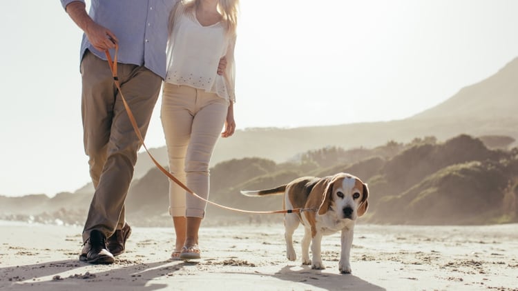 Muchos cachorros adoran y necesitan pasear, y es importante mantener esa rutina incluso en el verano (Shutterstock)