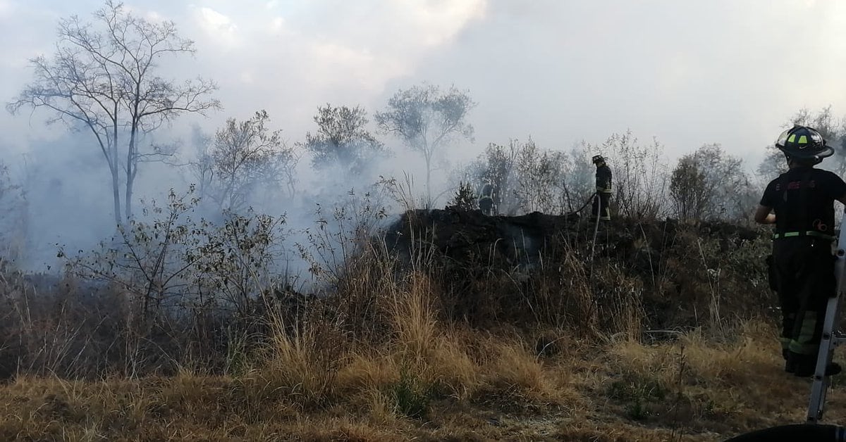 Fire in CDMX: The Pedregal Ecological Reserve burned in Tlalpan