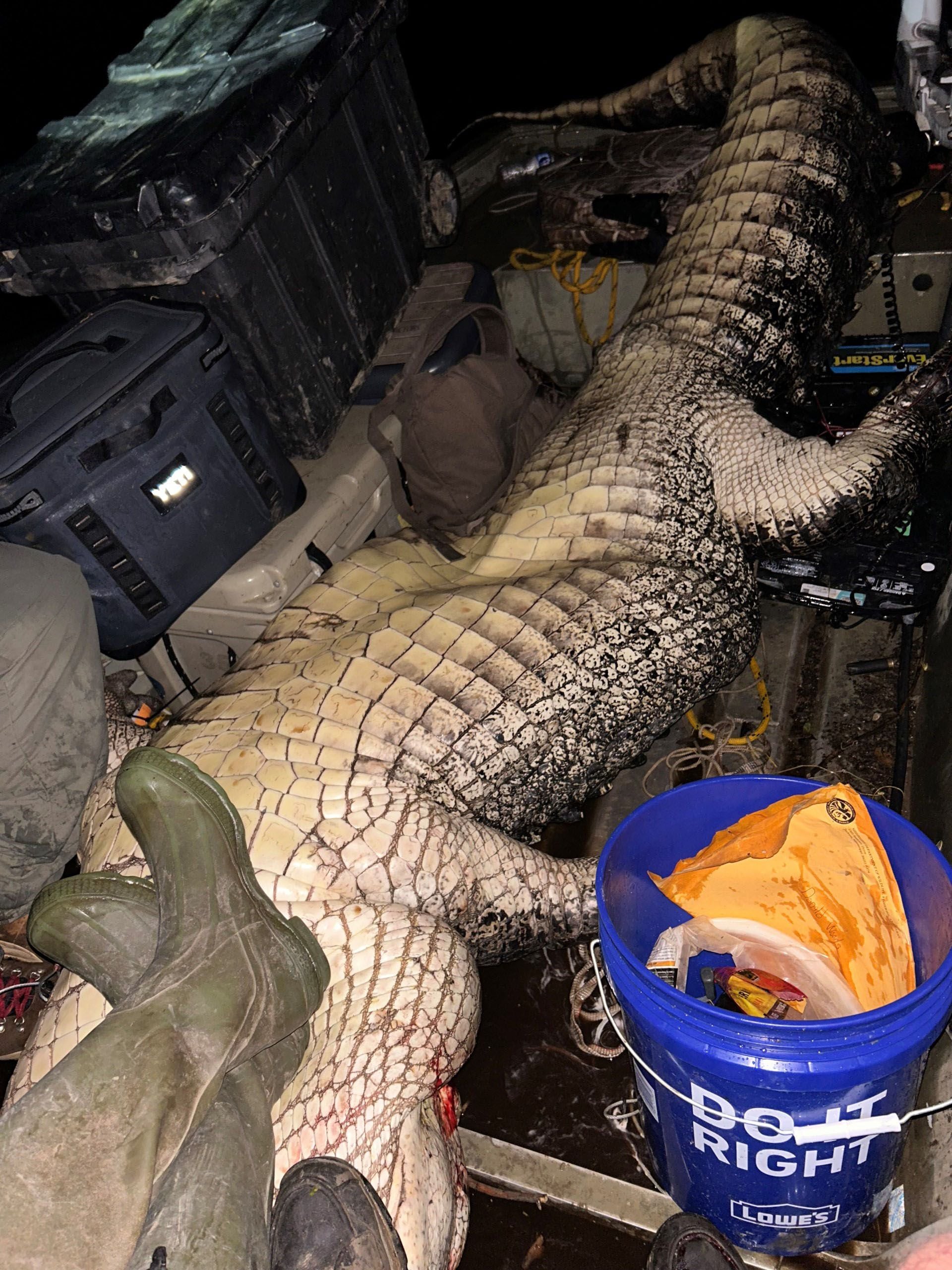 Un cocodrilo de 14 pies dentro de un barco de 14 pies en Mississippi (Will Thomas/The Washington Post)