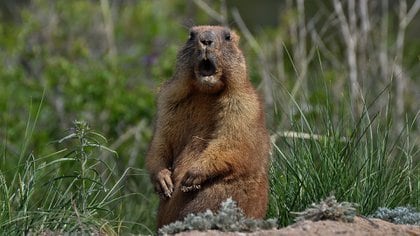 Marmotas