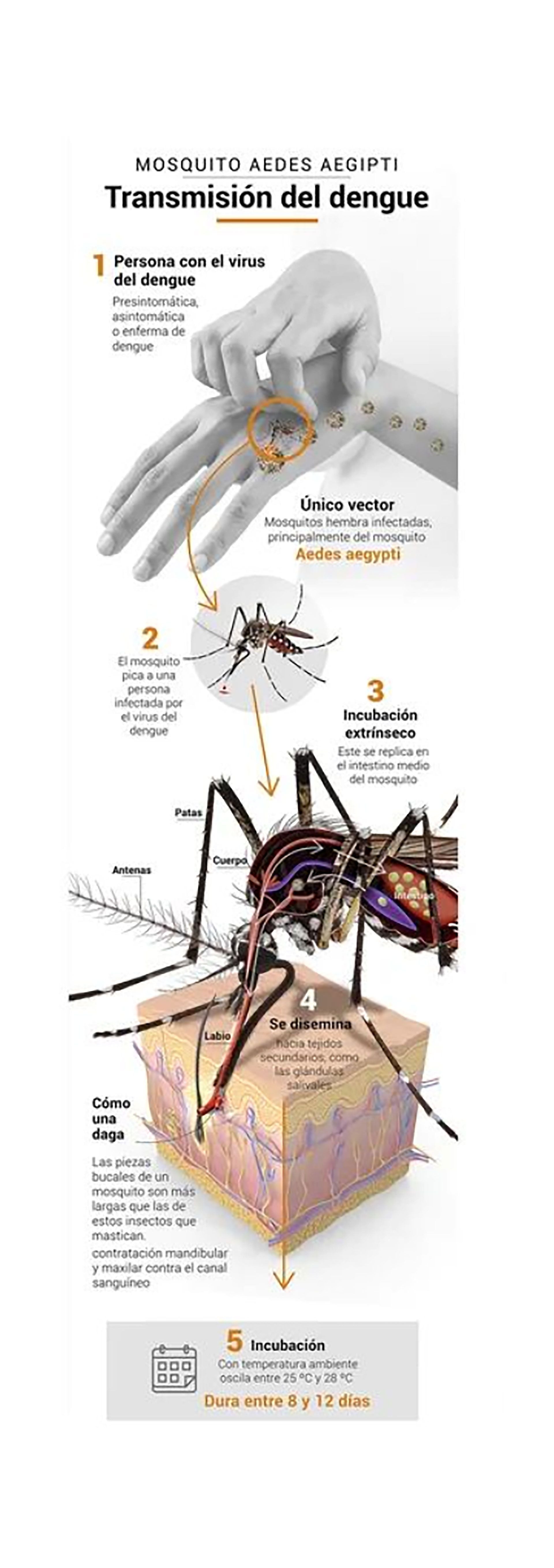 El hábitat del mosquito Aedes aegypti está cambiando, extendiéndose a nuevas áreas, incluidas altitudes y regiones previamente no afectadas  (infografía Marcelo Regalado)