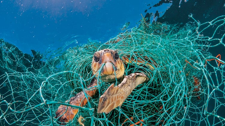 Una tortuga es atrapada por una red plástica (NatGeo)