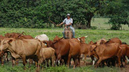 Los robos de ganado ocurren con frecuencia, pero las FARC lo prohíbe