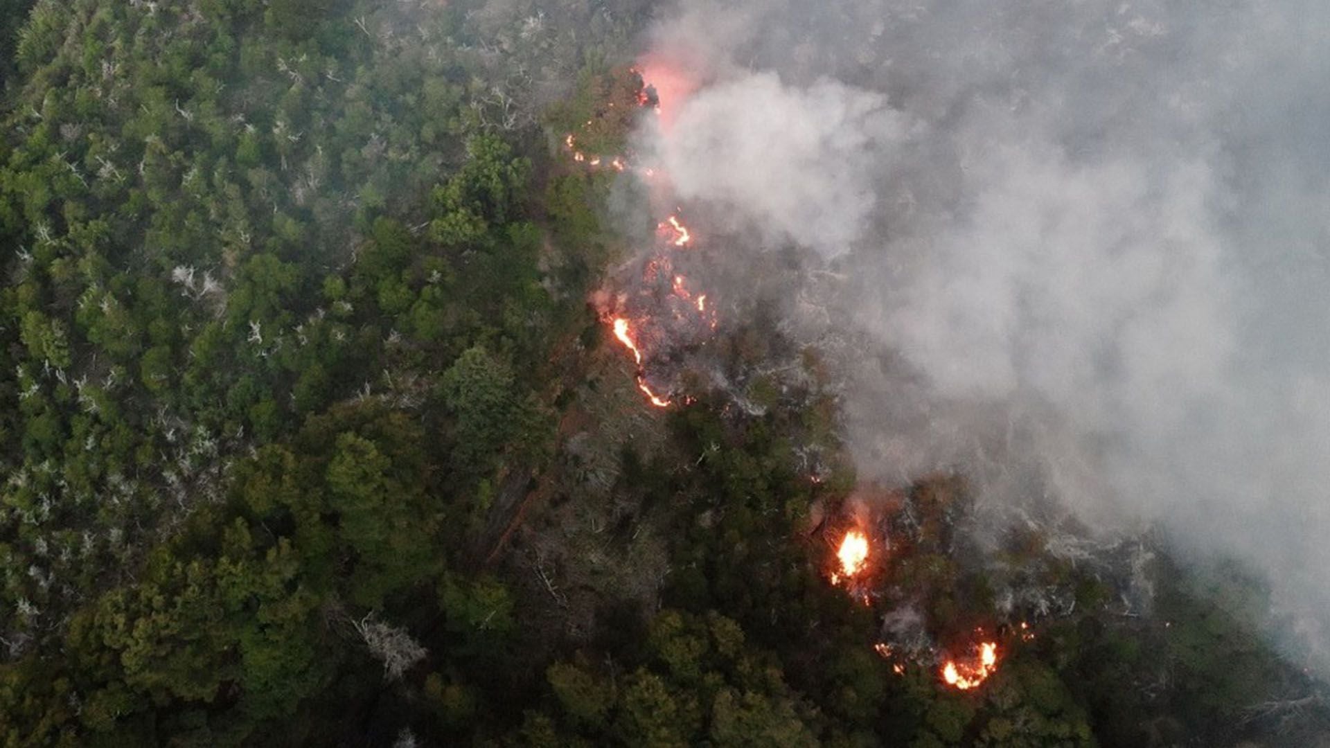 El incendio en el Parque Nacional Los Alerces consumió casi 6 mil hectáreas de bosques portada