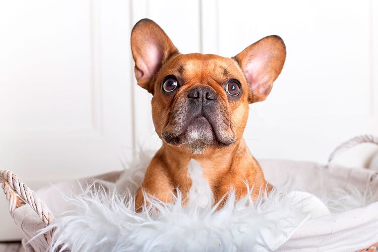 El Bulldog francés está ubicado en el puesto número cuatro para tenerlo como compañero en los hogares (Shutterstock)