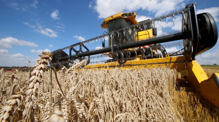 Los precios del trigo se equiparan a los de la soja (Reuters)