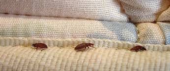 El vinagre en contacto con el bicarbonato produce un efecto efervescente que resulta nocivo para las chinches. 