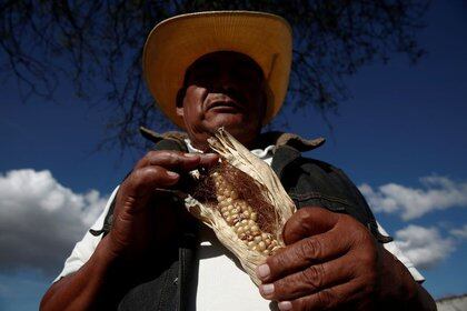 El principal problema al que se enfrentan las unidades de producción agrícola es el alto costo de los insumos y servicios, de acuerdo con los resultados de la ENA 2019 (Foto: Reuters / Carlos Jasso)