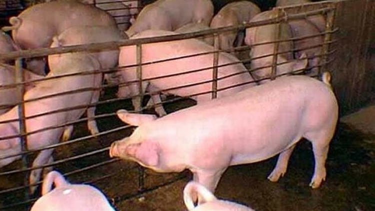 La elección del cerdo no es arbitraria sino que aprovecha el parecido fisiológico del animal con los seres humanos 