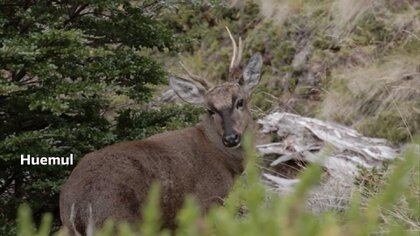 Hoy, la supervivencia de esta especie depende de las medidas de conservación que se adopten.