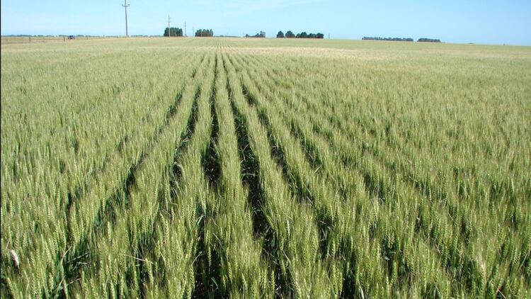 Semanas atrás finalizó una campaña del trigo con una cosecha total de 19 millones de toneladas, la más importante de la historia 
