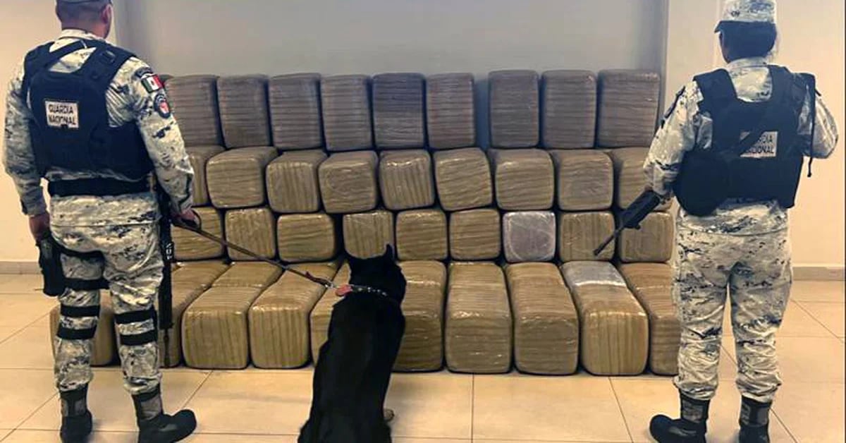 More than half a ton of marijuana transported by a parcel company was seized in Nuevo León