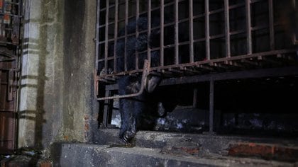 The bear cages were in a terrible condition when the rescuers arrived (FOUR PAWS)