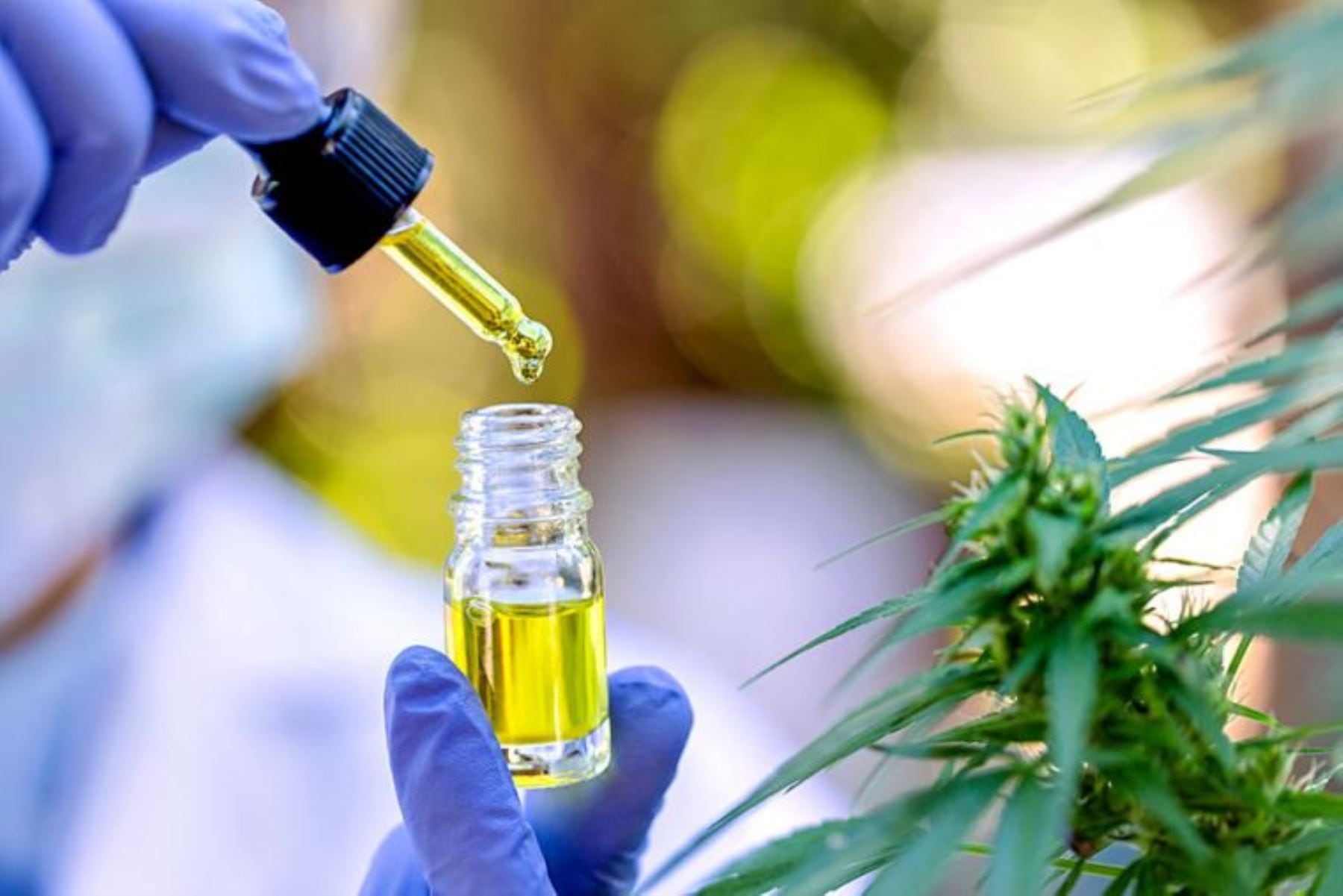 El cannabis medicinal podría ser una alternativa a los medicamentos tradicionales para el tratar el dolor. (Andina)