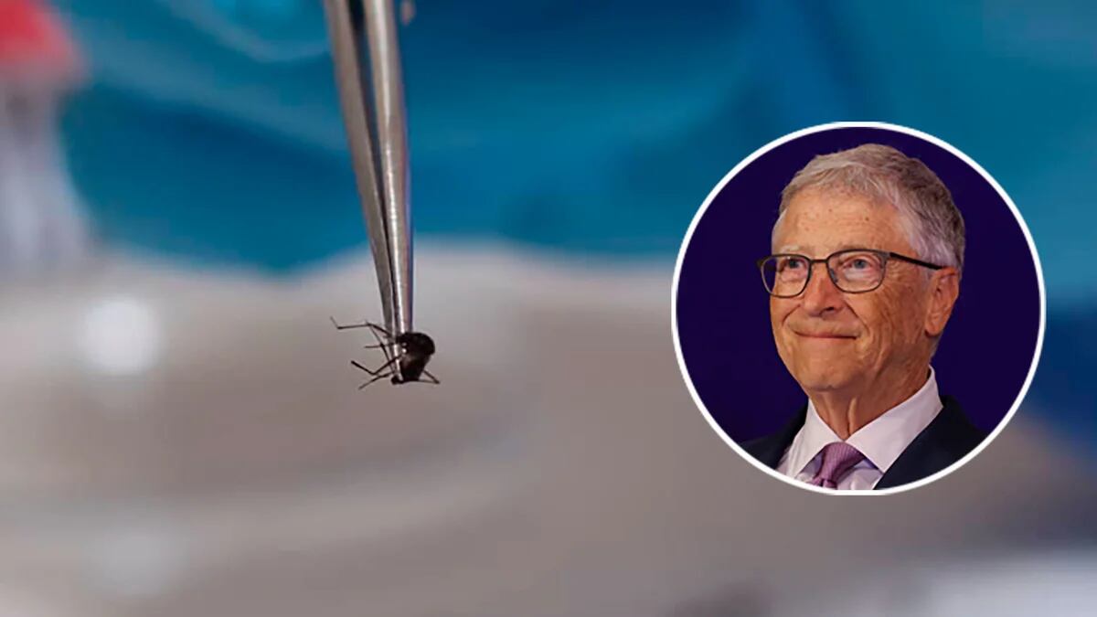 Cuál es la bacteria que puede salvarnos del dengue y qué relación tiene con Bill Gates
