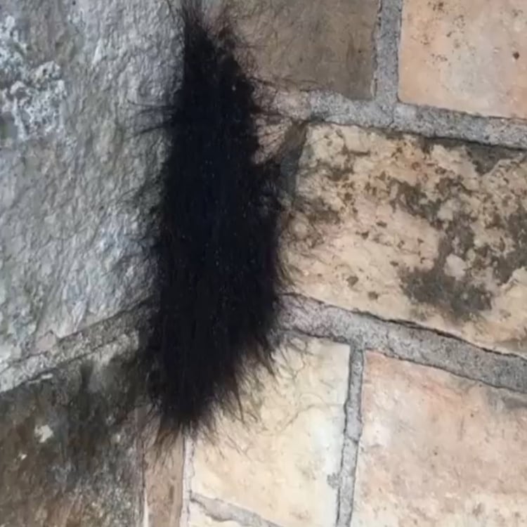 Cualquier espectador podría pensar que este bulto es en realidad una bola de cabello, pero conforme avanza la grabación se revela su verdadera identidad. (Foto: captura de pantalla)