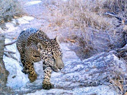 La fundación cuida y estudia a los jaguares (Foto: Proyecto Jaguar del Norte)