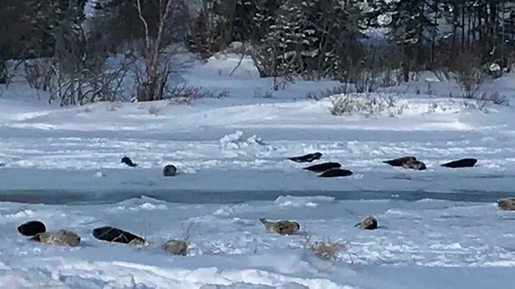 Una manada de focas varadas se arrastra sobre la nieve cerca de un arroyo en Roddickton, Terranova, Canadá. (Reuters)