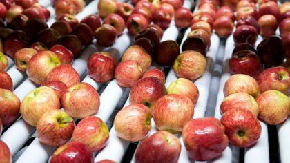 Los costos de frío y logística afectaron los precios de las manzanas rojas (Foto: Prensa del Ministerio de Agricultura)