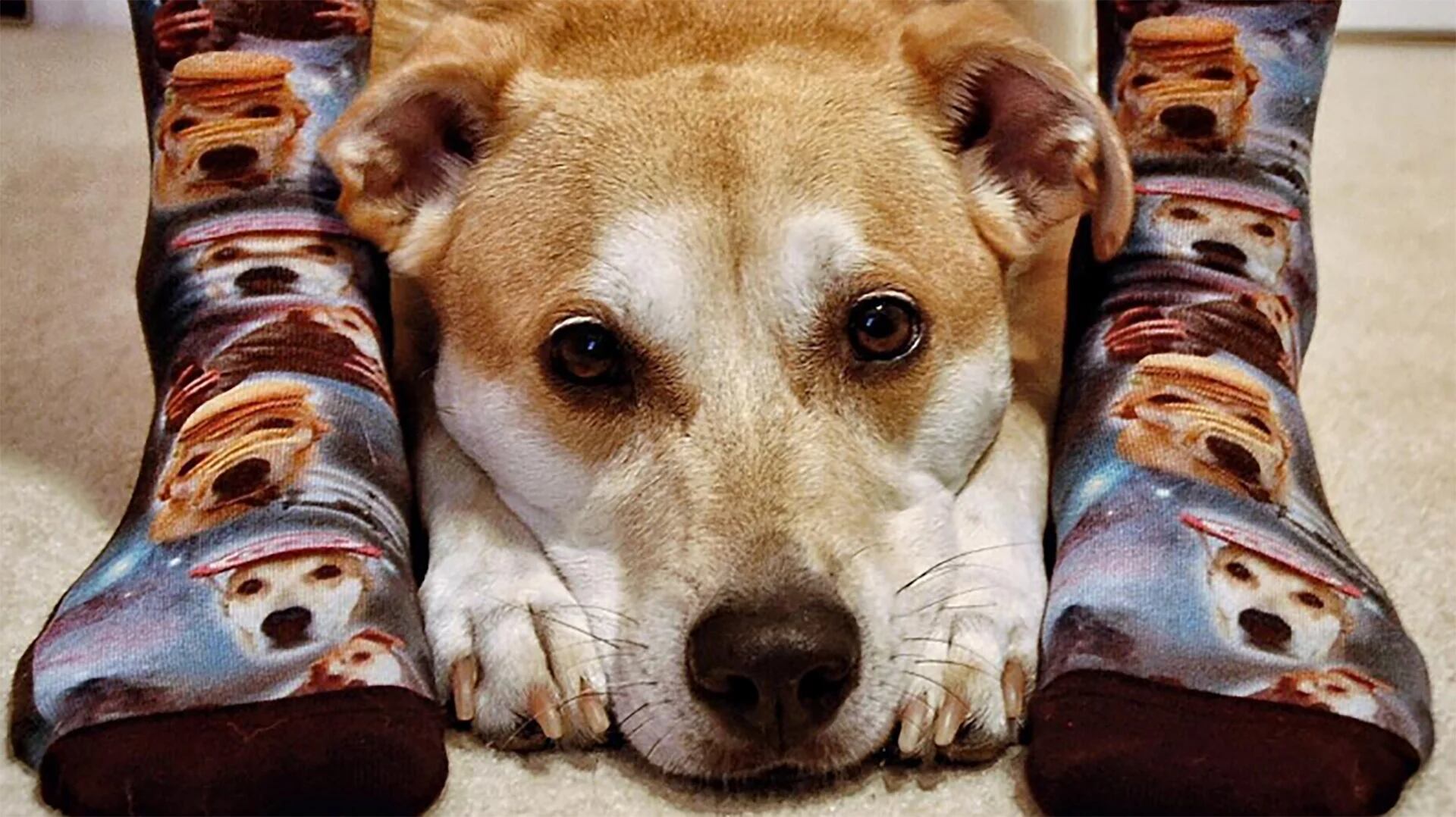 El es Finley el perro estatua que revolucionó las redes sociales con su increíble templanza