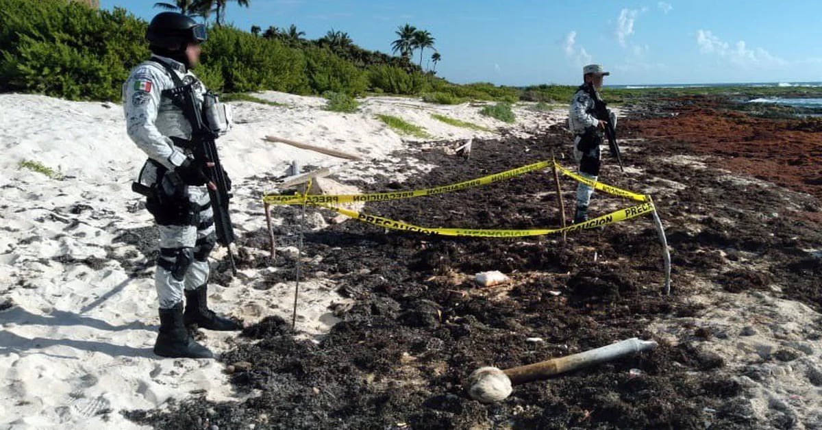 They found a packet of cocaine among the sargassum on a beach in Tulum, Quintana Roo