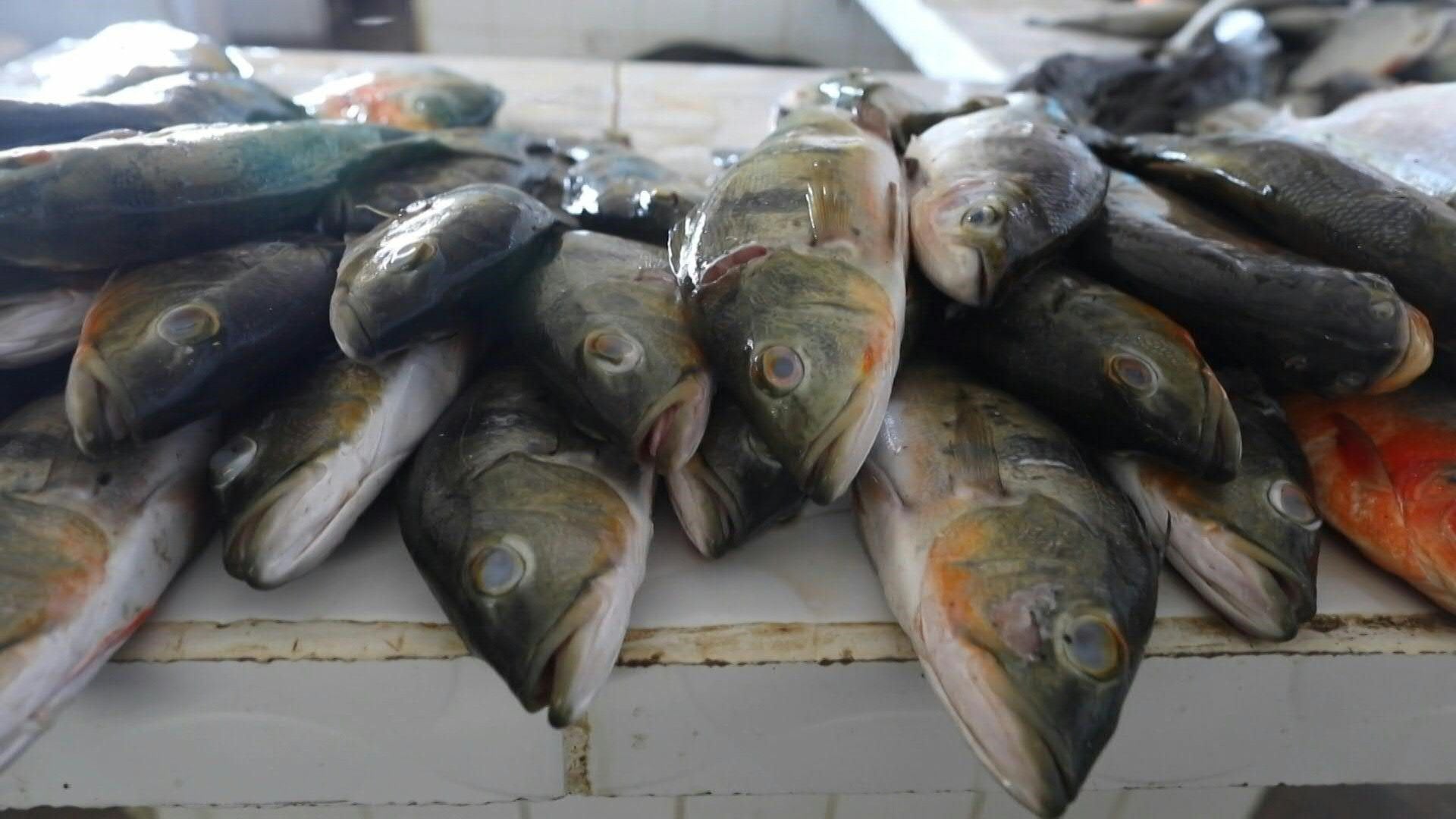 Los peces de la Amazonía brasileña están contaminados con mercurio (AFP)
