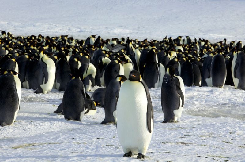 Una colonia de pingüinos emperador en Dumont DeÚrville en la Antártida (REUTERS)