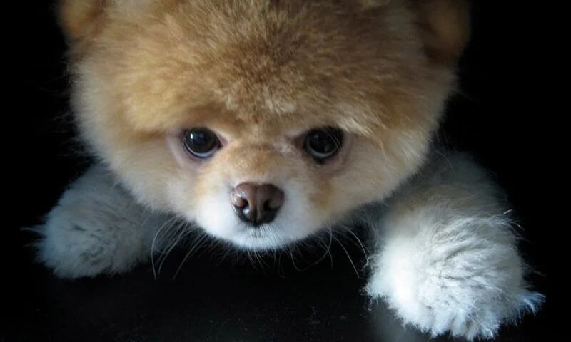 que raza es el perro mas lindo boo