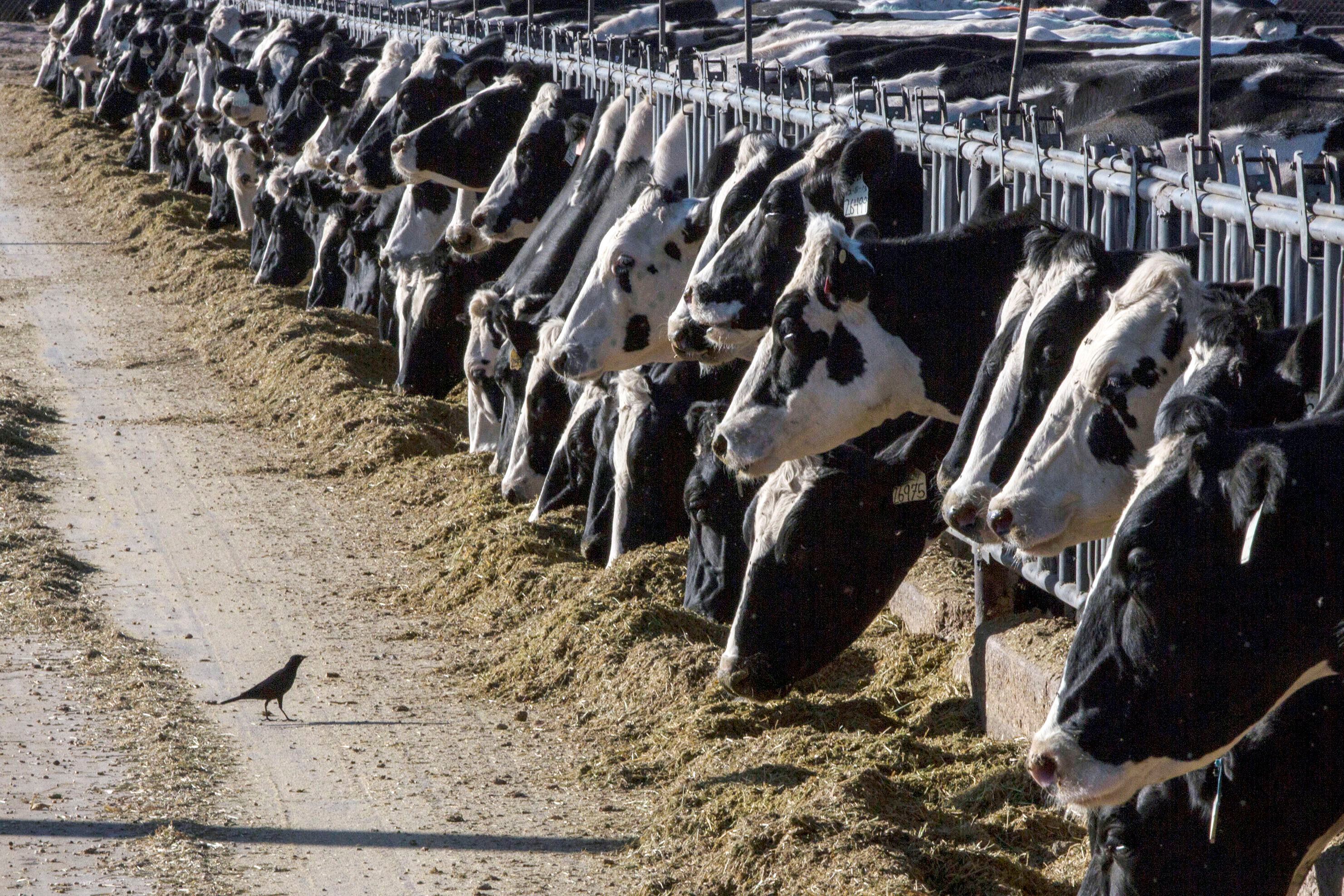 Las autoridades sanitarias instaron a los trabajadores de las granjas lecheras afectadas a minimizar su exposición al ganado infectado y estar alerta a la aparición de síntomas gripales (AP Foto/Rodrigo Abd, archivo)