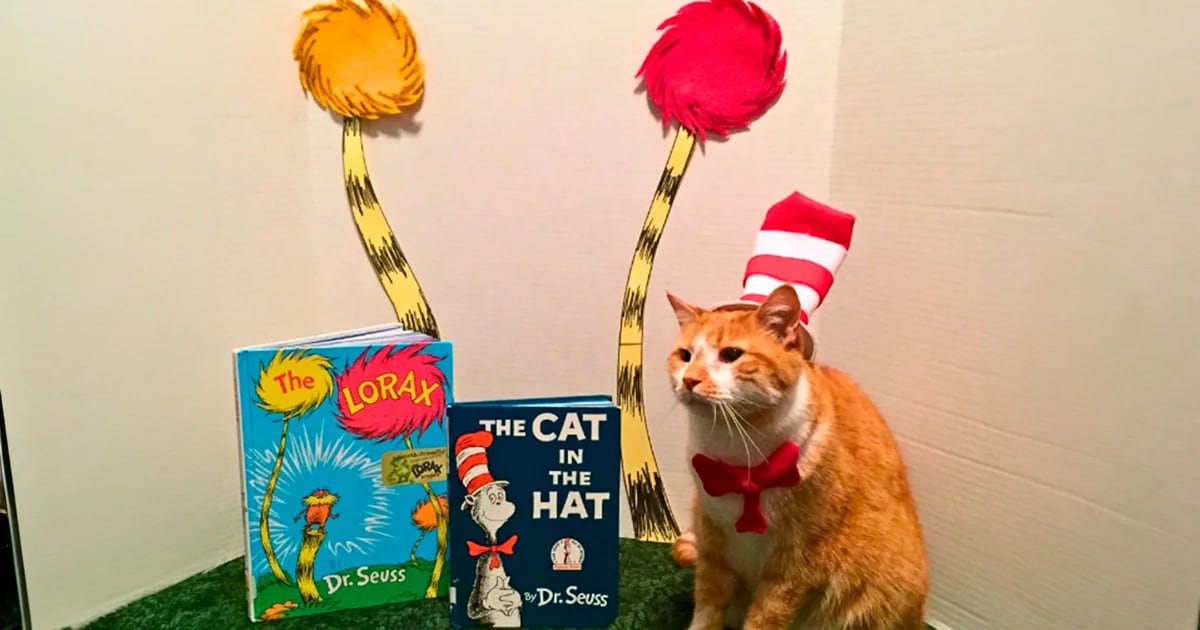 The emotional story of Horatio, the cat king who encourages reading