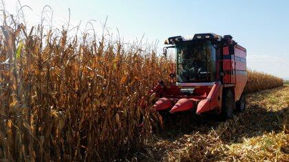 El sector agropecuario estaba preocupado por un posible aumento de retenciones al maíz 