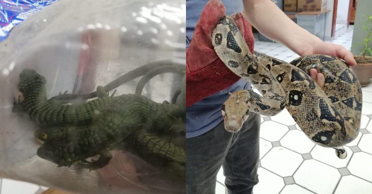Animal Trafficking: GN secured Boa Constrictors, Lizards, Iguanas and an Armadillo