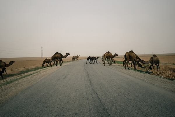 Varios camellos de Arabia cruzan una carretera de Raqqa (The Washington Post / Alice Martins)