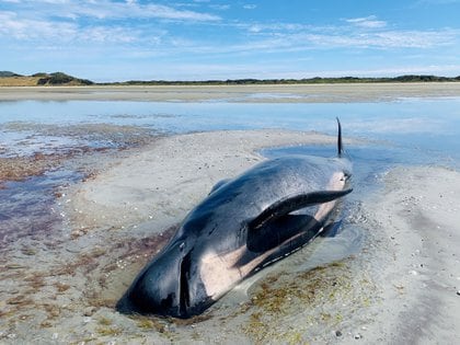 Una ballena varada a lo largo del Farewell Spit en la Isla Sur, Nueva Zelanda el 22 de febrero de 2021. Marion Sutton / vía REUTERS