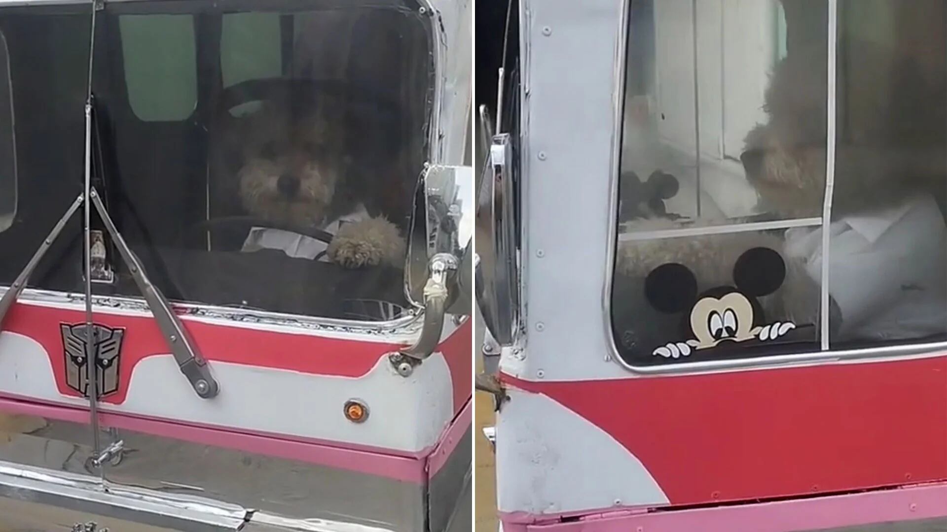 Reapareció el Perro Bus: adorable medio de transporte para lomitos que se volvió viral
