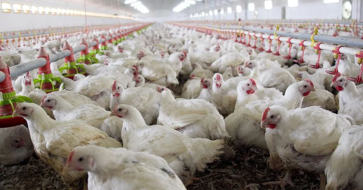 They detected an outbreak of bird flu in three farms in Aguascalientes