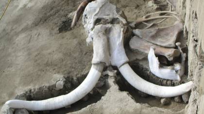 El arqueólogo Luis Córdoba Barradas acudió a este poblado para inspeccionar la excavación de lo que sería un vertedero, cuyas dimensiones alcanzaban 40 por 100 metros y 8 de profundidad
FOTO: INAH /CUARTOSCURO