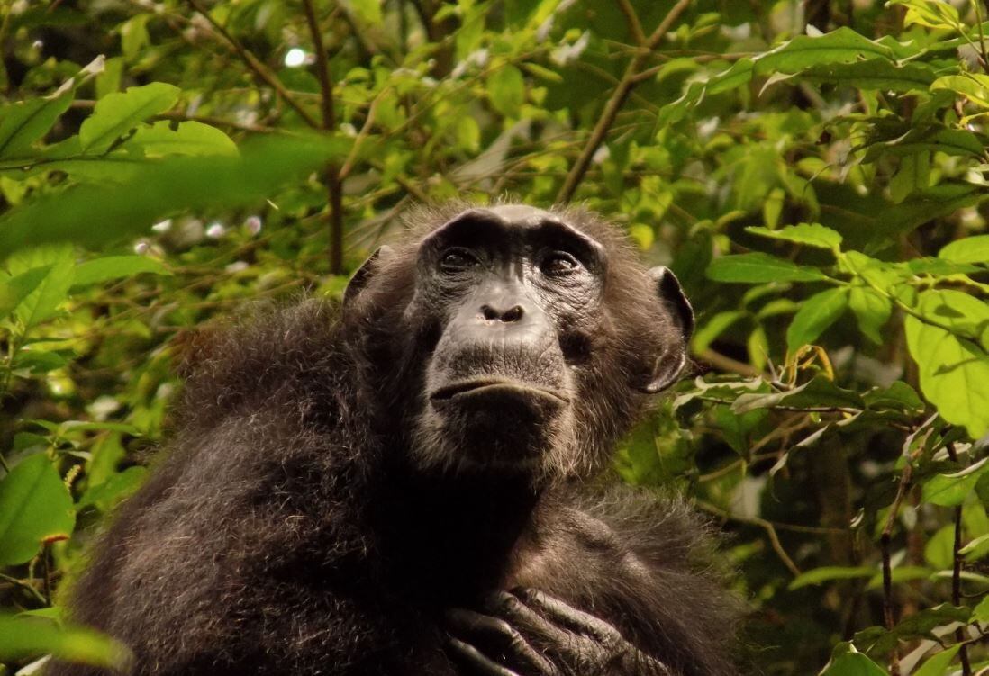 Las muestras de orina de las chimpancés ayudaron a los investigadores a estudiar las señales hormonales de la menopausia (Europa Press)